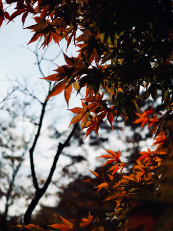 Autumn maple leaf landscape backgroundの写真素材