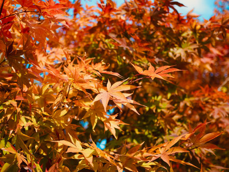 Autumn maple leaf landscape background