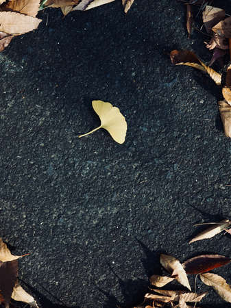 Yellow autumn ginkgo leaves backgroundの写真素材
