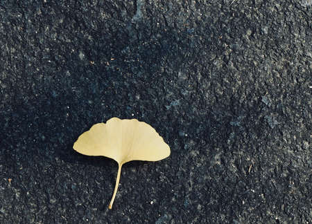 Yellow autumn ginkgo leaves backgroundの写真素材