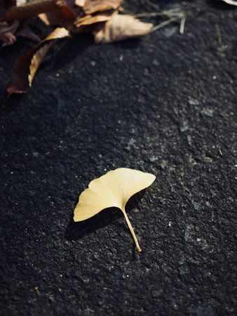 Yellow autumn ginkgo leaves background