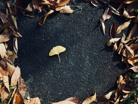 Yellow autumn ginkgo leaves background