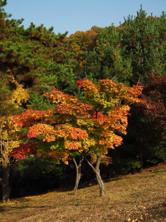 Autumn maple tree landscape in korea