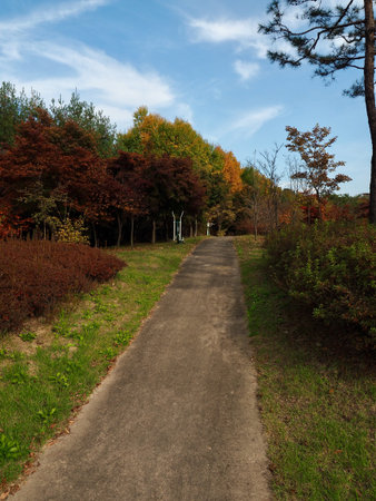 Autumn maple tree landscape in korea