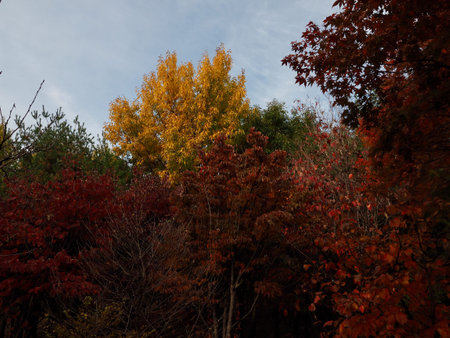 Autumn maple tree landscape in korea