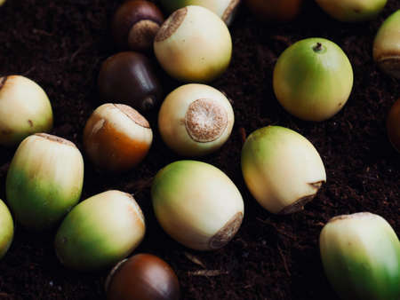 Fresh organic natural acorn backgroundの写真素材