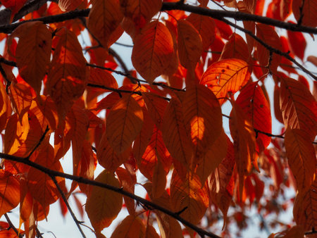 Autumn maple leaf landscape background