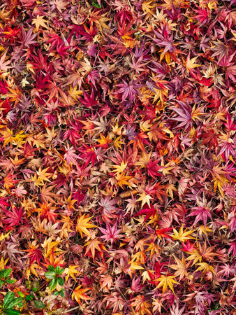 Autumn nature maple leaf background