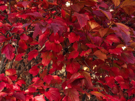 Autumn maple leaf landscape background