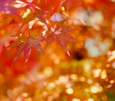 Autumn maple tree landscape in koreaの写真素材