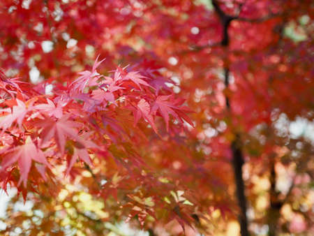 Autumn maple tree landscape in koreaの写真素材