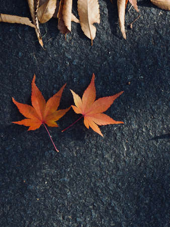 Autumn nature maple leaf backgroundの写真素材
