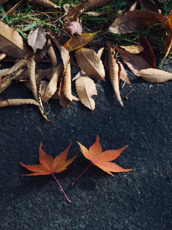 Autumn nature maple leaf backgroundの写真素材