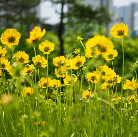 Autumn cosmos flower scenery, Wild flowersの写真素材