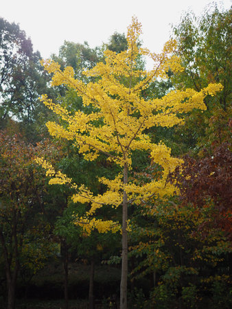 Autumn maple tree landscape in korea