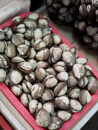 Fresh food ingredients clams, Shellfish,Venerupis philippinarumの写真素材