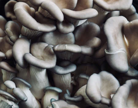 Fresh Organic Oyster Mushroom Backgroundの写真素材