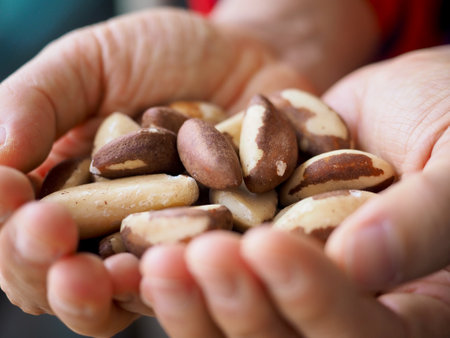 Fresh organic nuts brazil nuts, handの写真素材