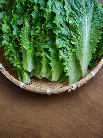 Fresh Organic Green Leaf Vegetable Lettuceの写真素材