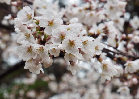 Cherry blossom scenery in Korea