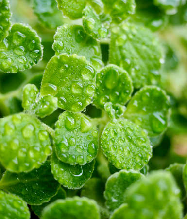 Summer leaves background, Leaves and water dropletsの写真素材