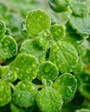 Summer leaves background, Leaves and water dropletsの写真素材