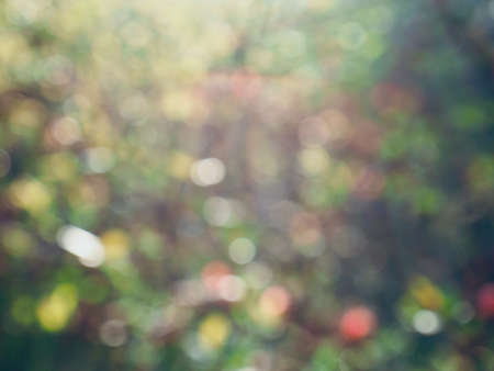 Leaf bokeh in the forest, missed focusの写真素材
