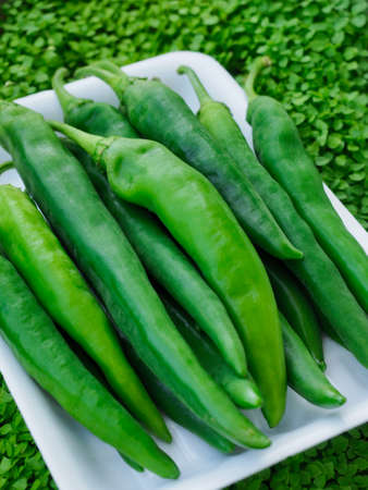 fresh organic vegetable green pepper backgroundの写真素材