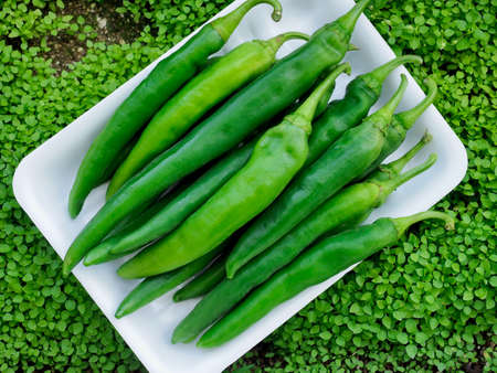 fresh organic vegetable green pepper backgroundの写真素材