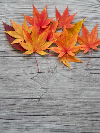 Autumn nature maple leaf backgroundの写真素材