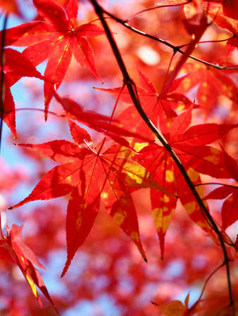 Autumn maple leaf landscape backgroundの写真素材