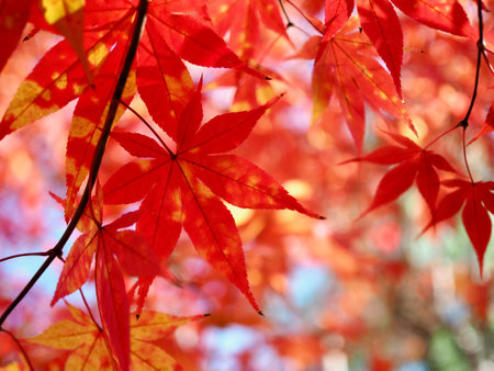 Autumn maple leaf landscape background