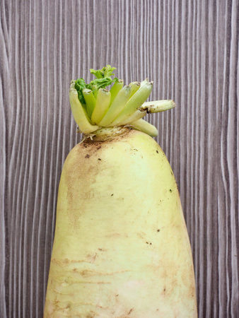 Fresh Organic Root Vegetable Radishの写真素材