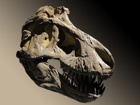 Skull fossil dinosaur on brown backgroundの写真素材