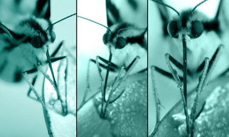 Three several photos with macro from the head of a butterflyの写真素材