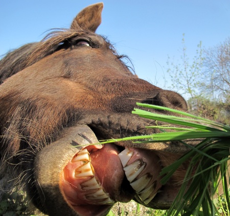 A horse with huge open mouth showing its teethの写真素材