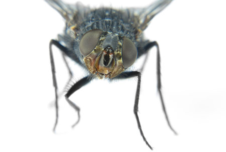 Macro from the eyes of a fly curious