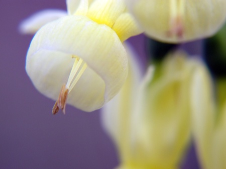Three beautiful yellow flowers type tinkerbellの写真素材
