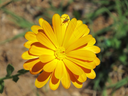 An orange flower with an insectの写真素材