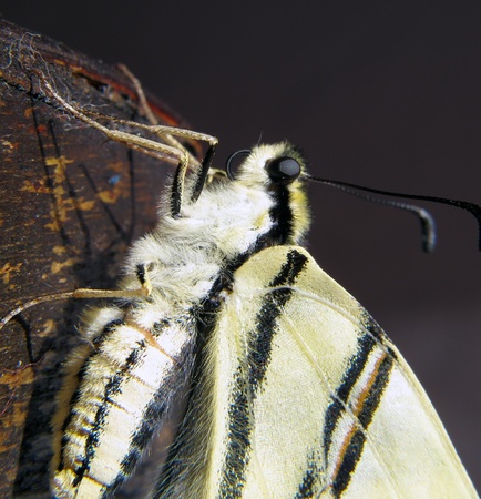 butterfly Papilio machaon Spotlightの写真素材