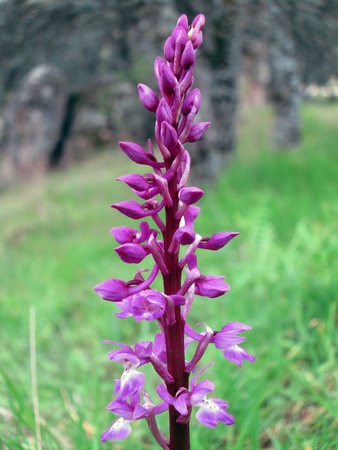 purple flower on top of a grassy fieldの写真素材