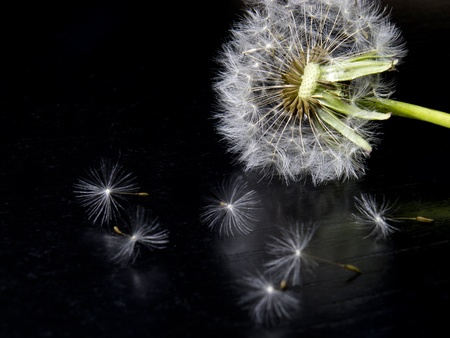 dandelion on the floorの写真素材