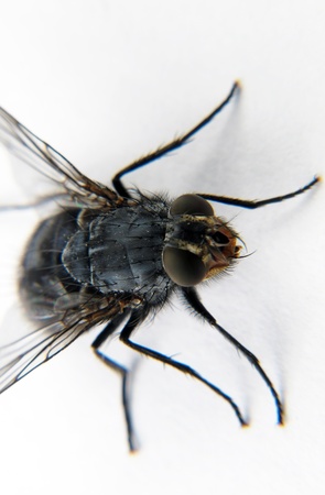 fly macro common verticalの写真素材