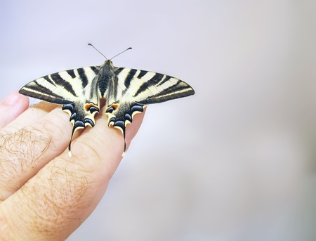 An old World Swallowtail Butterfly on fingerの写真素材