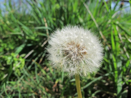 dandelion flower in the fieldの写真素材