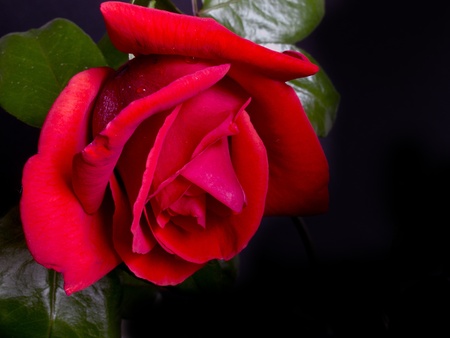 rted roseの写真素材