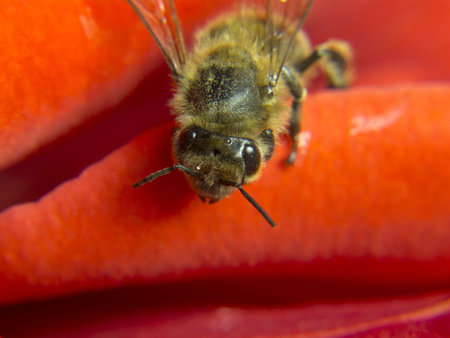 little bee macro from rose petalsの写真素材