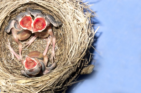 wagtail nest with hatchlingsの写真素材