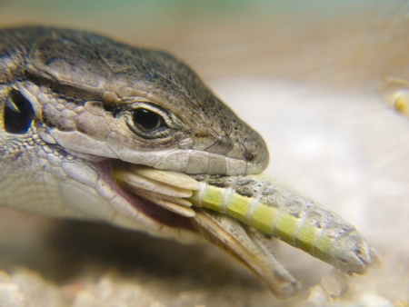 A lizard a cricket breakfastの写真素材