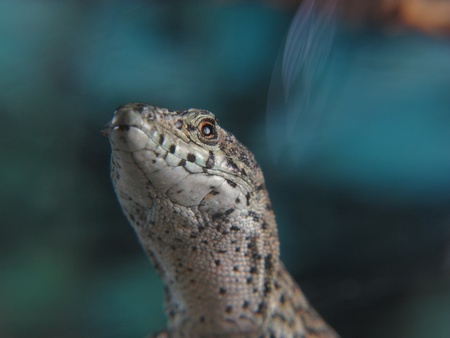 A very alert little lizardの写真素材